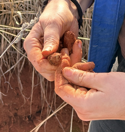 Wild Clay Foraging | Saturday & Sunday May 3-4