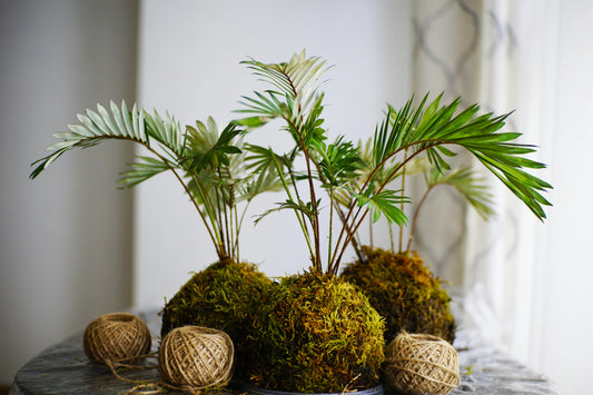 Kokedama Making | Thursday, January 23, 6-8pm