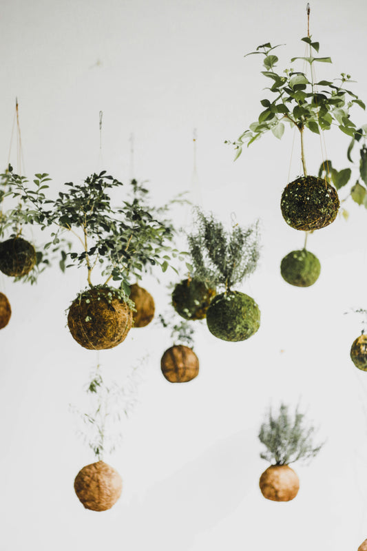 Kokedama Making | Thursday, January 23, 6-8pm